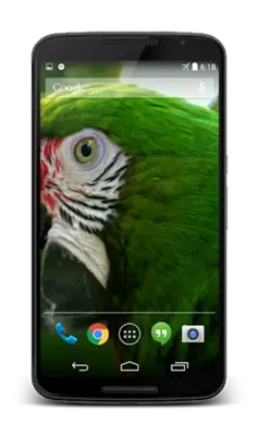 Parrot 3D Video Live Wallpaper android App screenshot 0