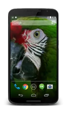 Parrot 3D Video Live Wallpaper android App screenshot 1